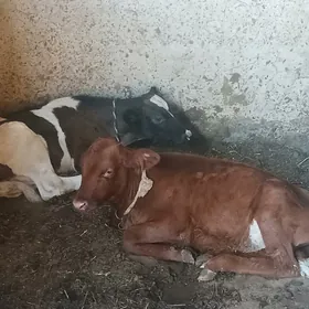 okuzçe