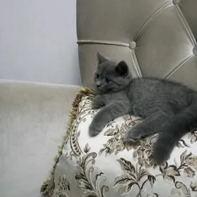 Шотландская кошка