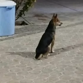 gujuk mini awcarka