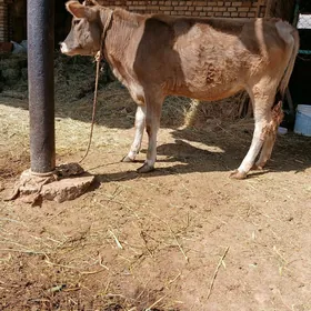 Tüwe gole