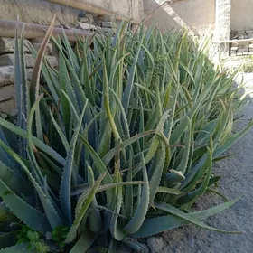 aloe