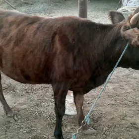 bakyly  mallar