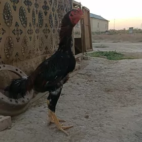 Horaz