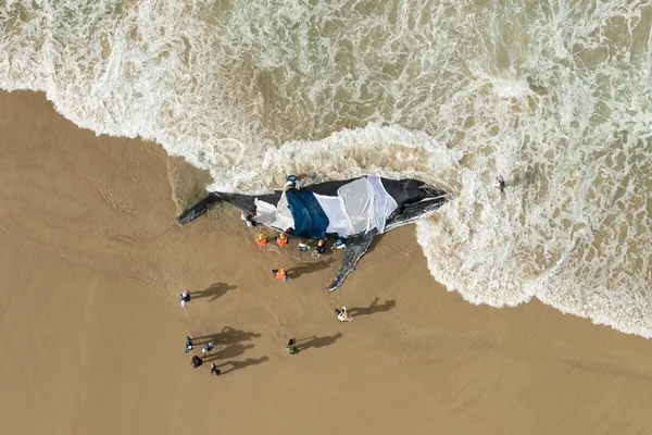В глубинах океана: объявлены итоги фотоконкурса Ocean Photographer of the Year 2025