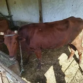 sygyr