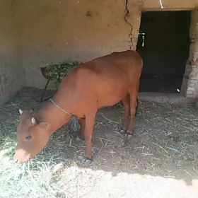 2ýaşan gulajyn