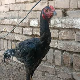 horaz