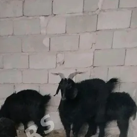 erkeç uly
