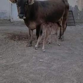 goleli sygyr