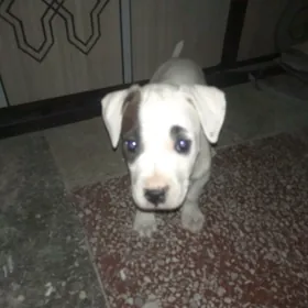 Pitbul