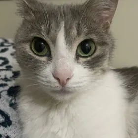 кошечка