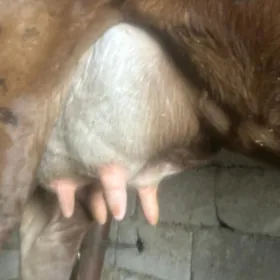 GÖLELİ SYGYR