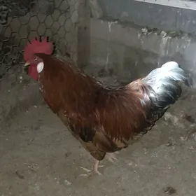 Horaz