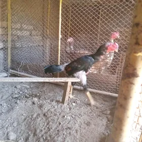 хораз