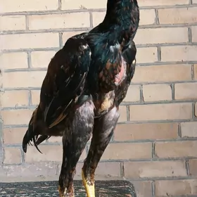 Babaý jüýjeler