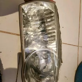 corolla cyra morda
