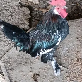 karlık horaz 2 sany
