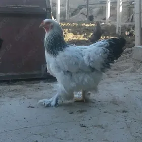 Brama towuk