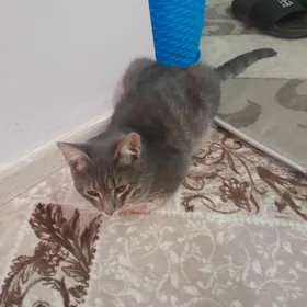 Pişik