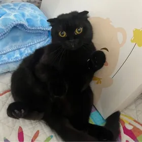 кошка