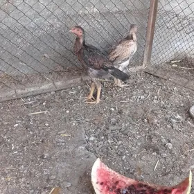 taşkent