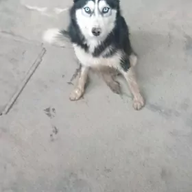 haski güjik