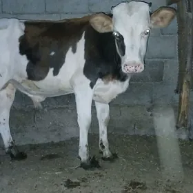 Simital Öküz 6aýlyk