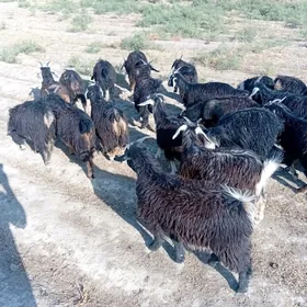 çebiş