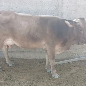 Goleli sygyr