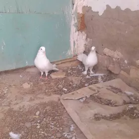 kepderi