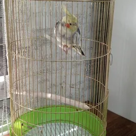 Клетка