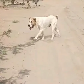 Arassa Türkmen iti.