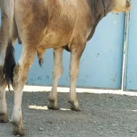 siwes ökuz