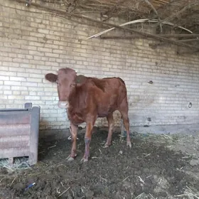 семиз унажын