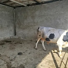 okuz tohum