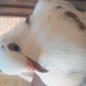 кепдер