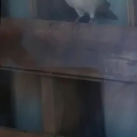 кепдер