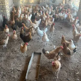 towuklar ýaş