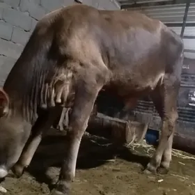 okuz öküz tana gole