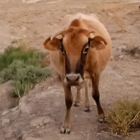 sygyr