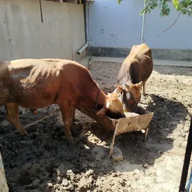 Öküz