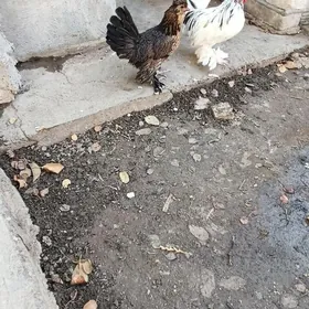 karlik