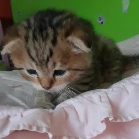 Шотландские шиншиллы