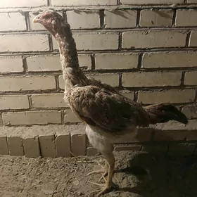 baysow towuk