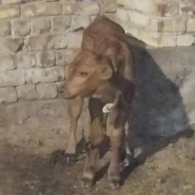goleli sygyr