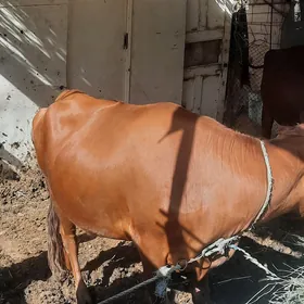 sagdyn, 6 aýlyk bogaz, horañ
