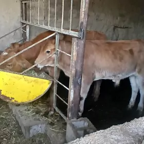 Okizceler