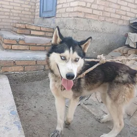 Haski