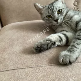 кошка
