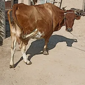 sygyr